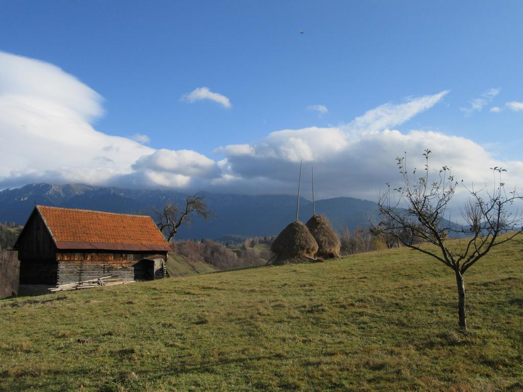 Casa Elena ξενώνας Μπραν Εξωτερικό φωτογραφία